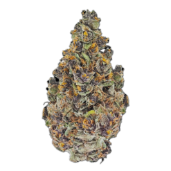 Purple Haze Strain-Effects, Benefits & Tips (2026)